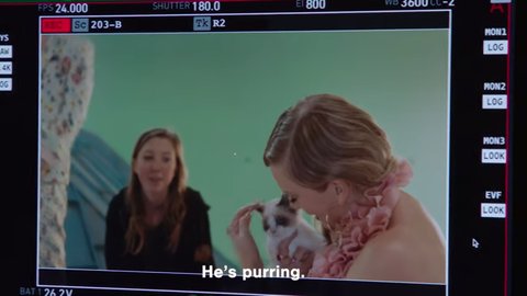 Video Of Taylor Swift Meeting Her New Cat Benjamin Button