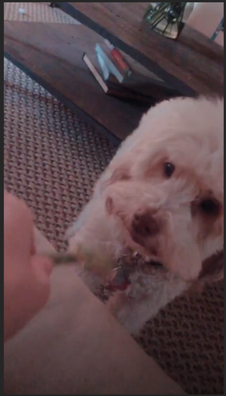 Pattedyr, hunderase, Hund, Canidae, Nese, Valp, Snute, Lagotto romagnolo, Ikke-Sportslig Gruppe, Rovdyr,
