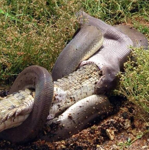 python eating crocodile