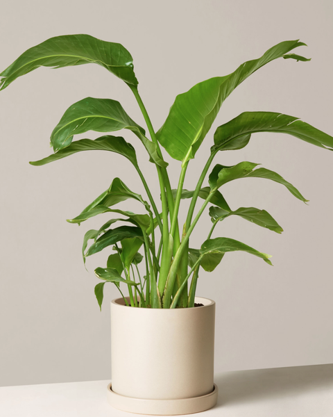 large leaf tropical indoor plants