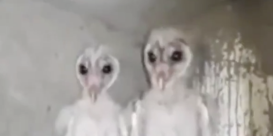 Viral Owl Video 2019 | Owls Without Feathers | Facts About Owls