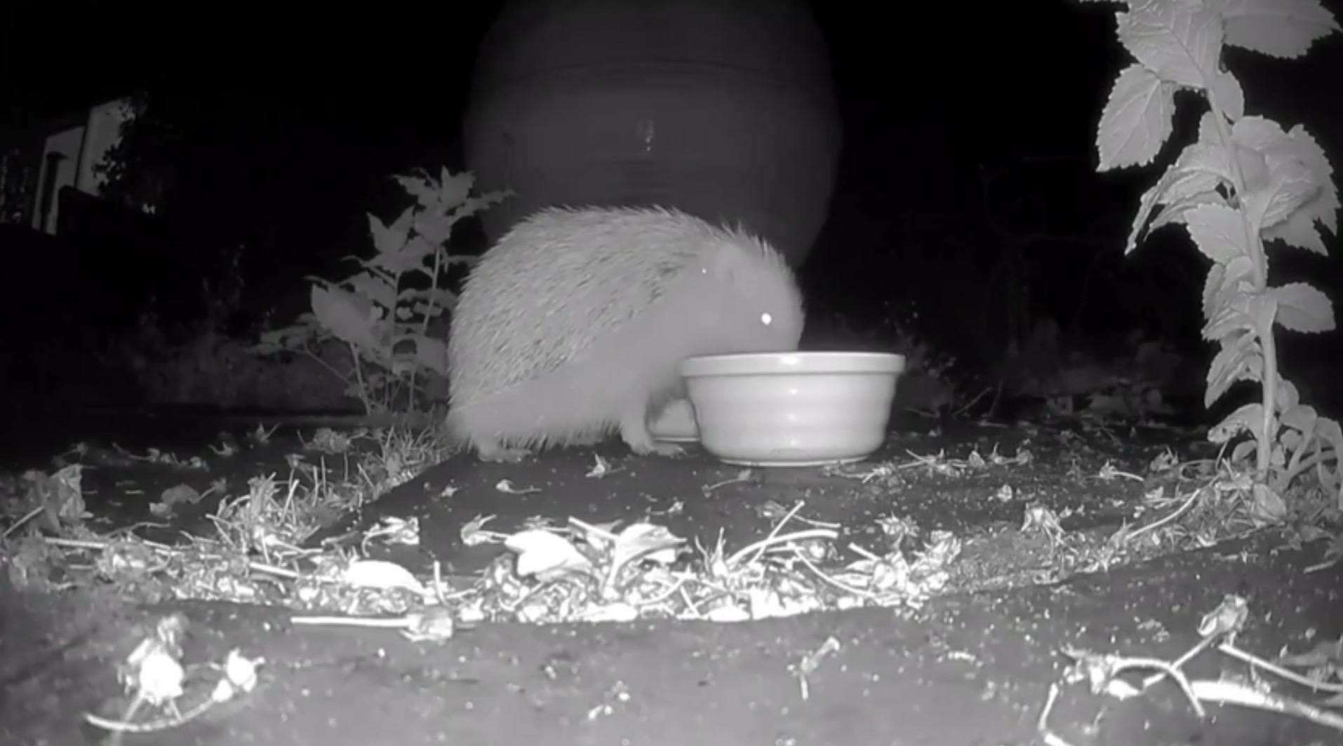 albino hedgehog