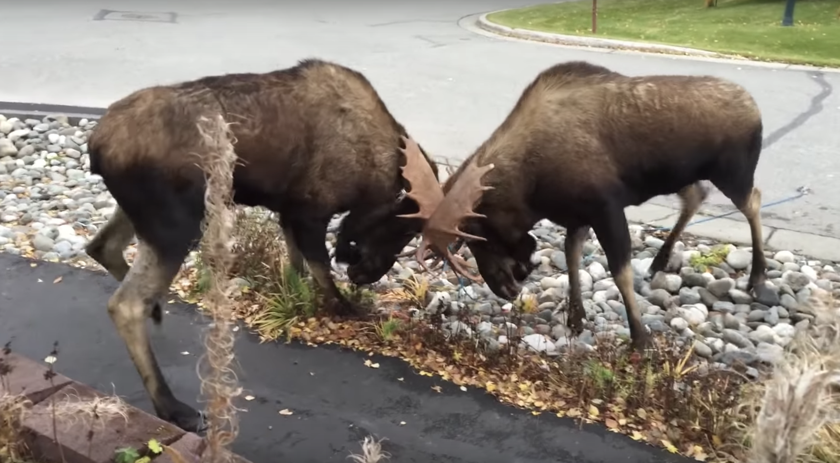 make money street fighting in alaska