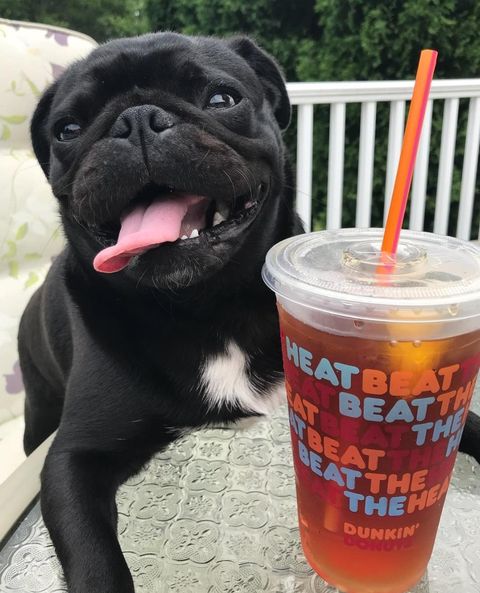 Unsweetened Iced Tea