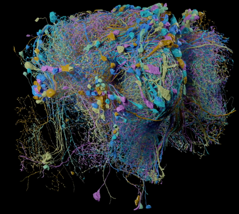 خريطة ثلاثية الأبعاد لدماغ حشرة