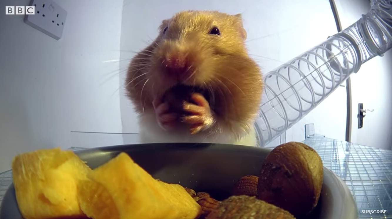 This Hamster Shoving Food In His Face Is A Mood