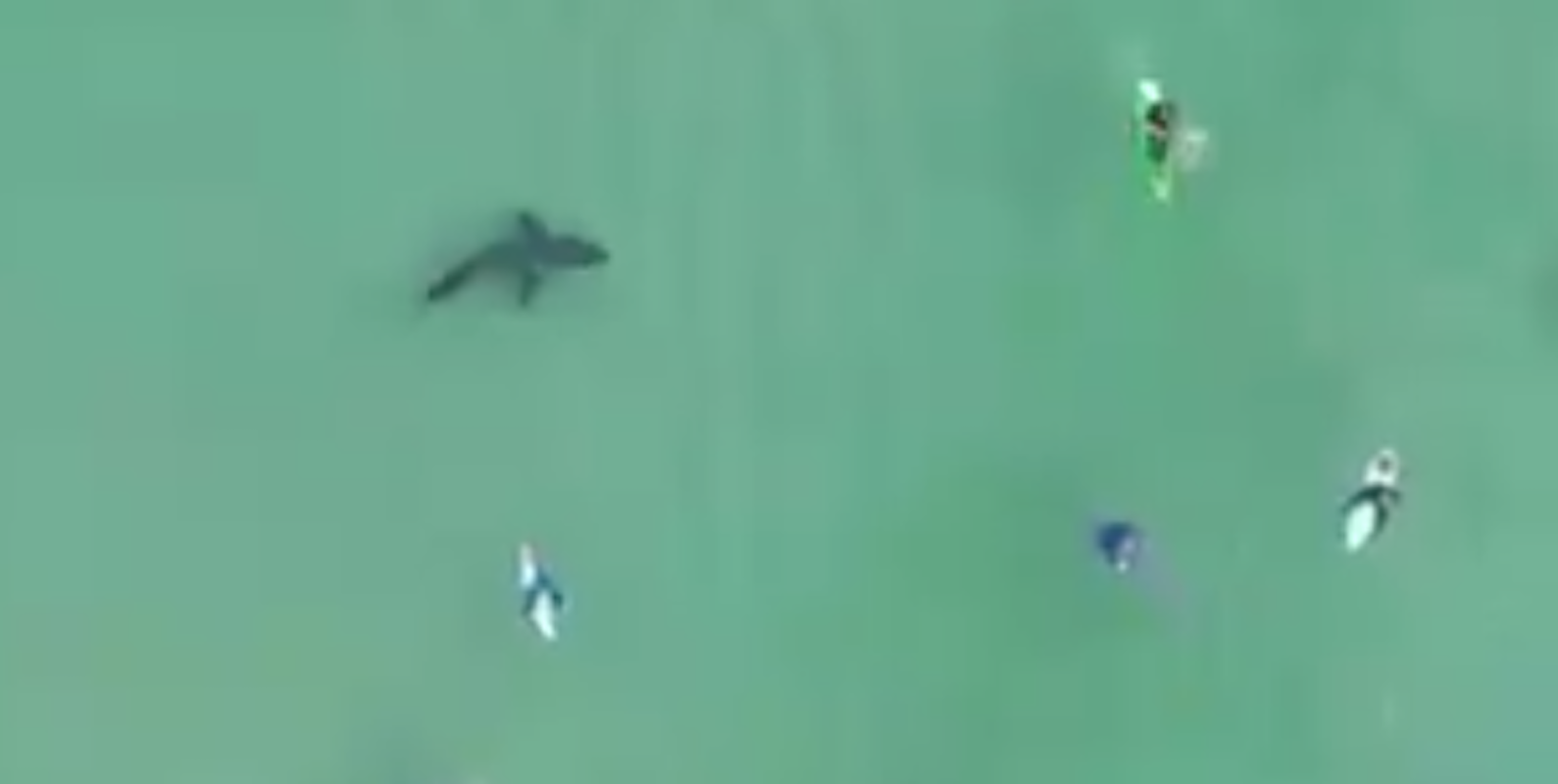 Drone Footage Catches Shark Swimming Below Surfers In South Africa