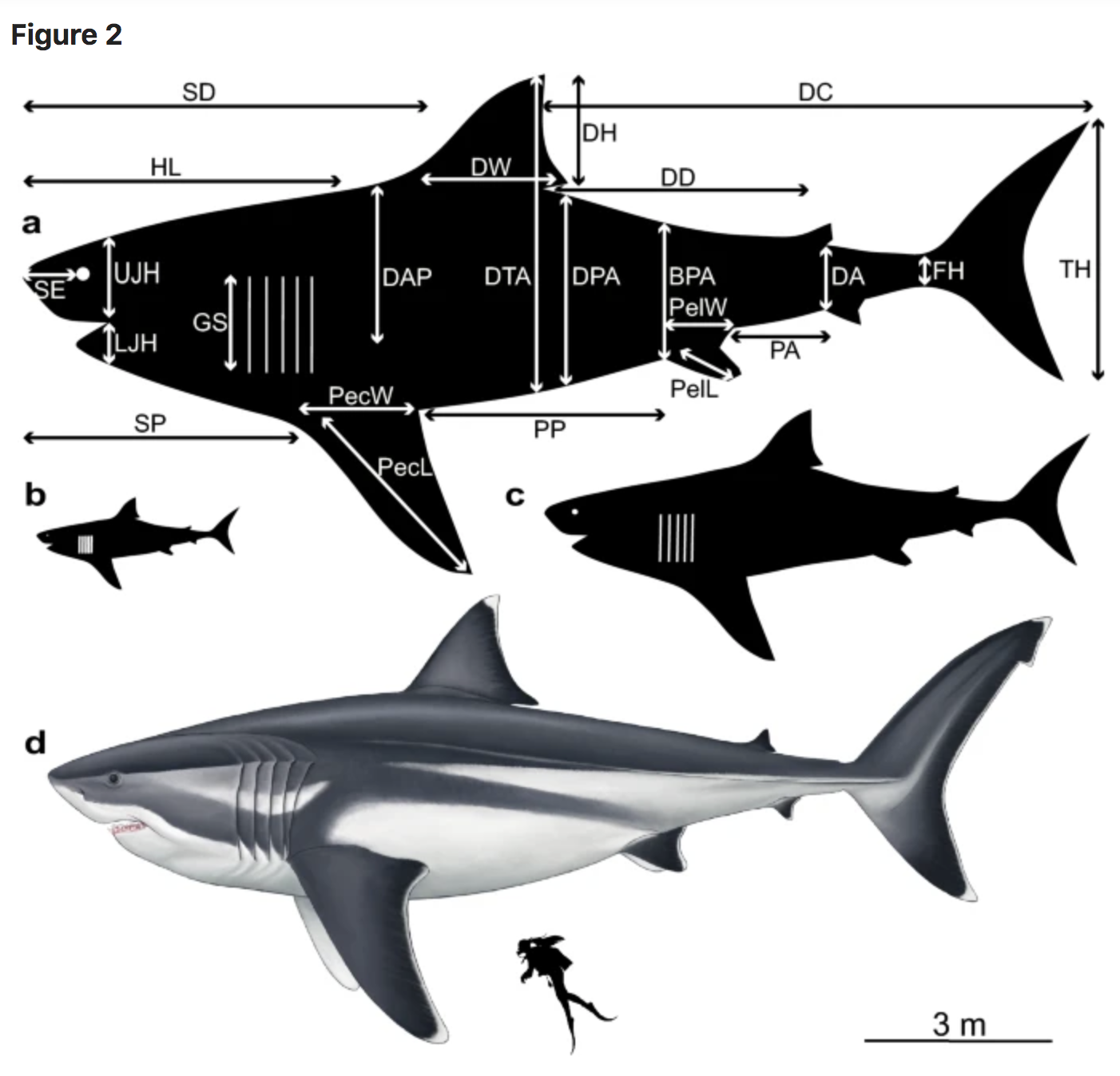 Megalodon Size: Megalodon Shark Facts, Fossil, Size Comparison