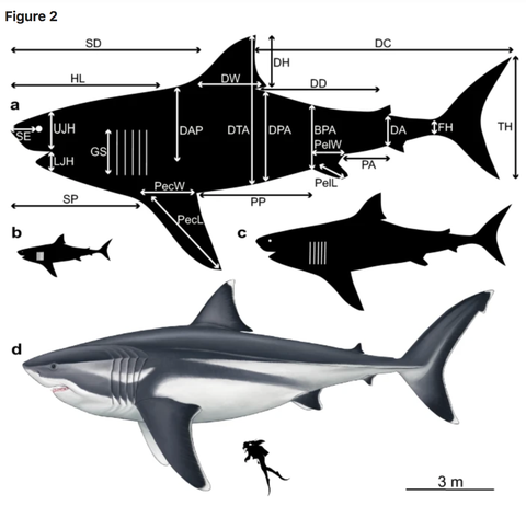 scientific 2d model of megalodon at different lengths a  525 ft, b  98 ft, and c  263 ft