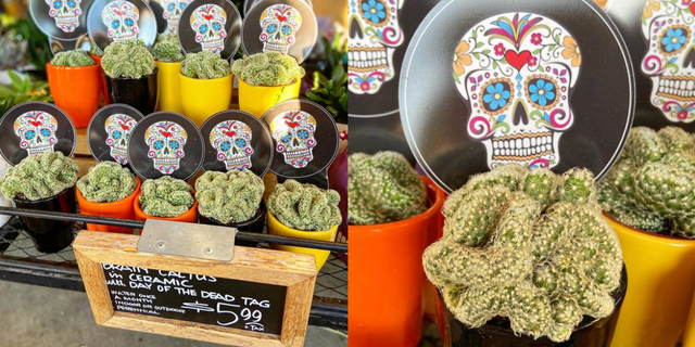 Trader Joe S Is Selling Mini Brain Cacti