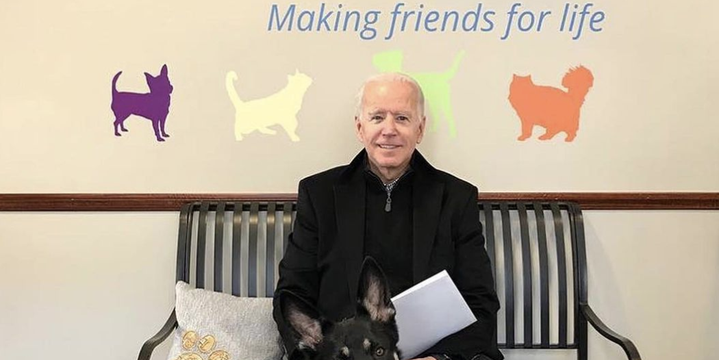 Joe Biden&#039;s Dogs Champ and Major Are Officially In the White House