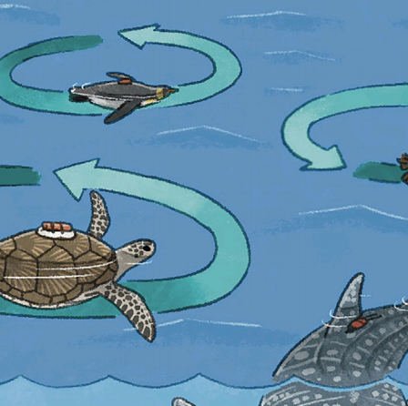 Sharks, Turtles, and Penguins Are All Swimming in Circles. No One Knows Why.