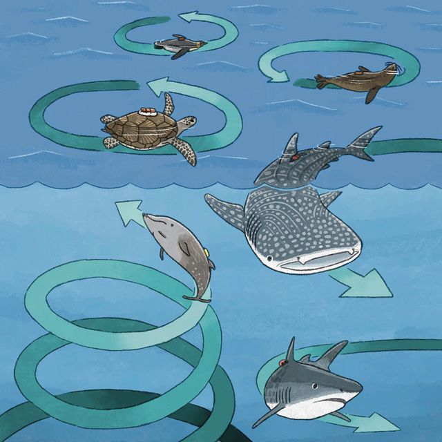 marine animals swimming in circles