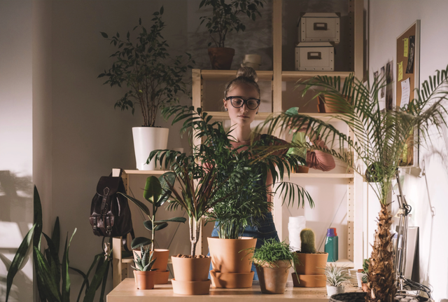 plants