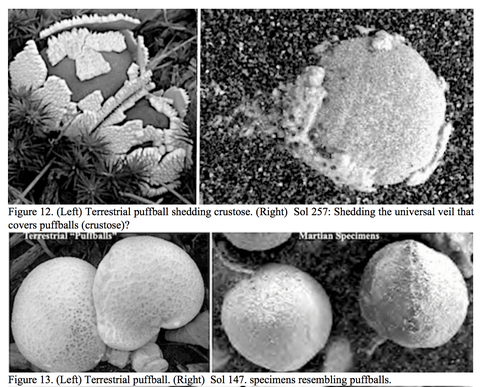 hongos como objetos