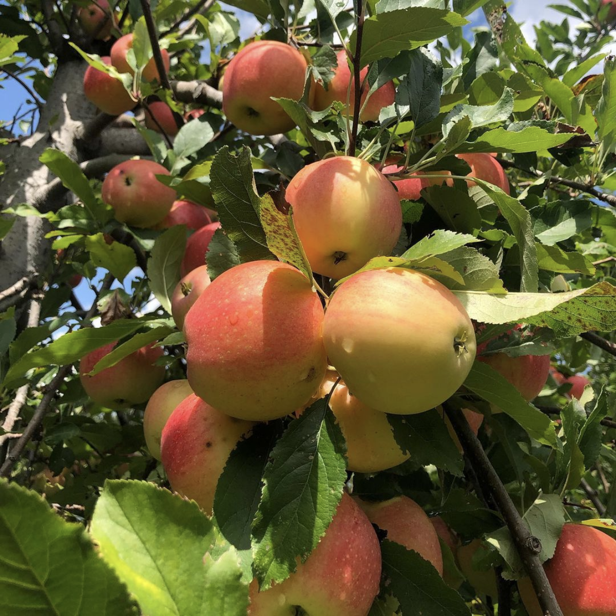 Best Apple Picking Farms Near Me - Top Apple Orchards Near Me To Visit ...