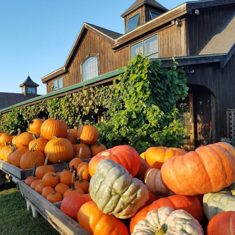 Best Pumpkin Farms Near Me — Top Pumpkin Farms Near Me To Visit In 2021