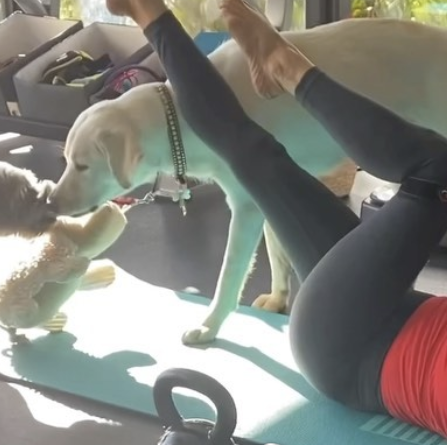 My Interests Currently Include: Jennifer Aniston's Cute Dogs Interrupting Her Workout Video