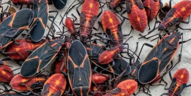Why Are Boxelder Bugs So Early? How to Get Rid of an Infestation