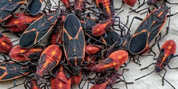 Why Are Boxelder Bugs So Early? How to Get Rid of an Infestation - Good Housekeeping