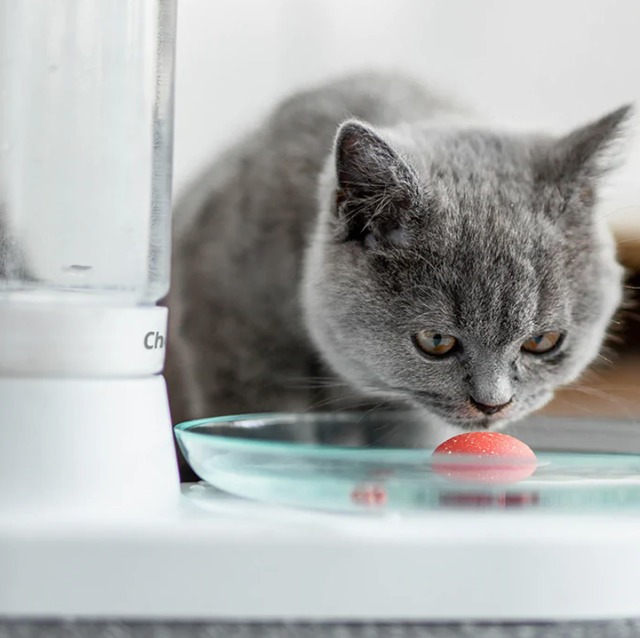 7 Finest Cat Water Fountains 2022