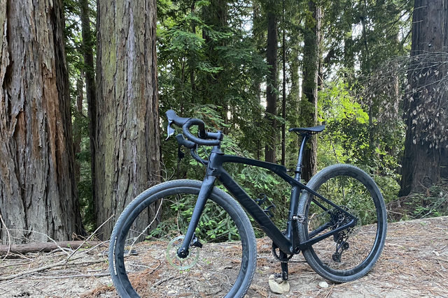 specialize gravel bike in front of redwoods