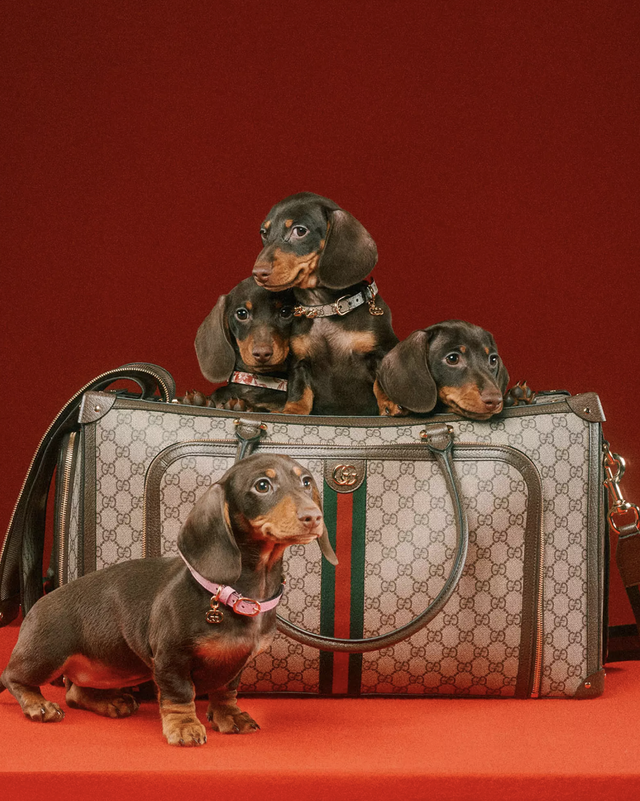 gucci pet collection