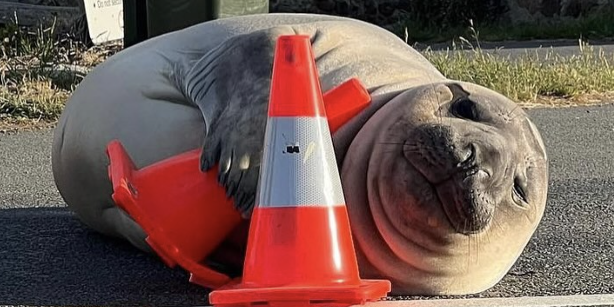 Neil the Seal Blocks Roads, Wreaks Havoc in Tasmania