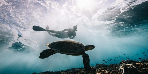 Sea Turtle and Surfer