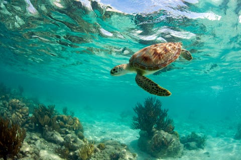 Drone Footage Has Captured 64,000 Green Sea Turtles in Australia