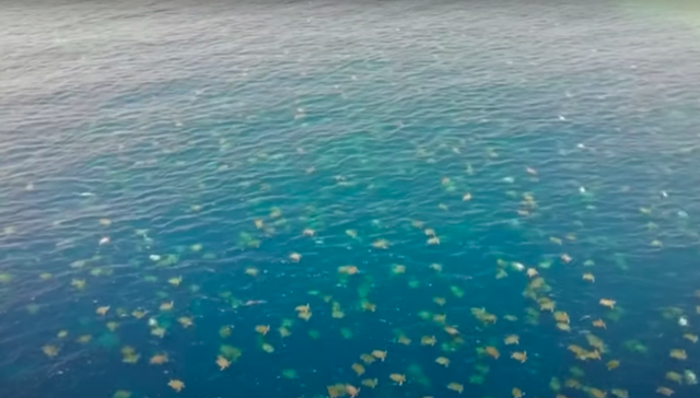 sea turtles swimming near raine island