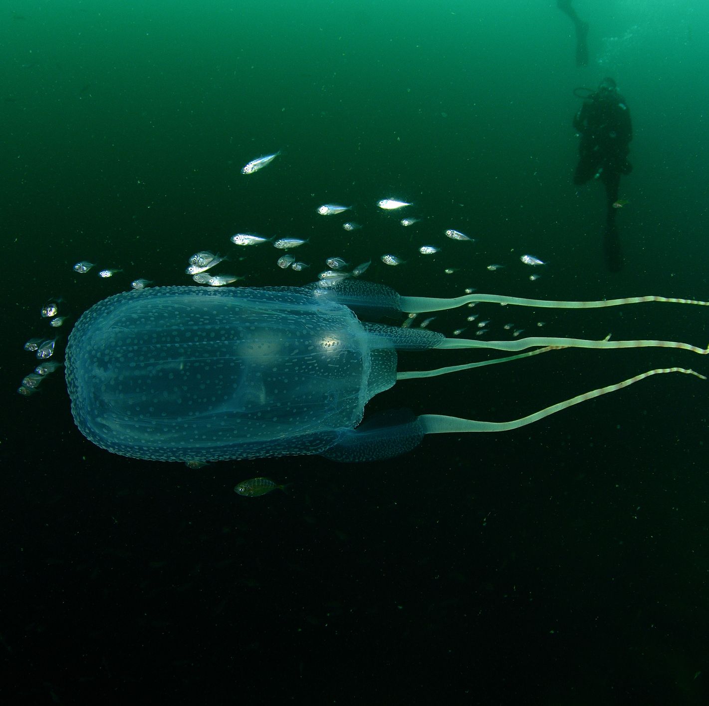 These Deadly Jellyfish Could Help Us Understand Our Own Brains