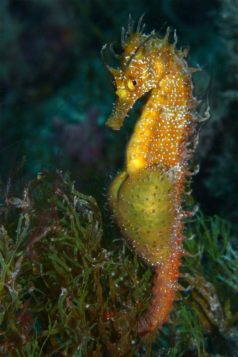 Pregnant seahorse