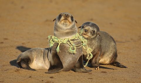 Seal Pup choking on Fishing line