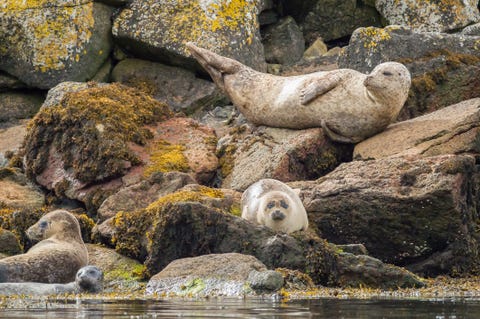 Seals in the Sound of Raasay, Scotland