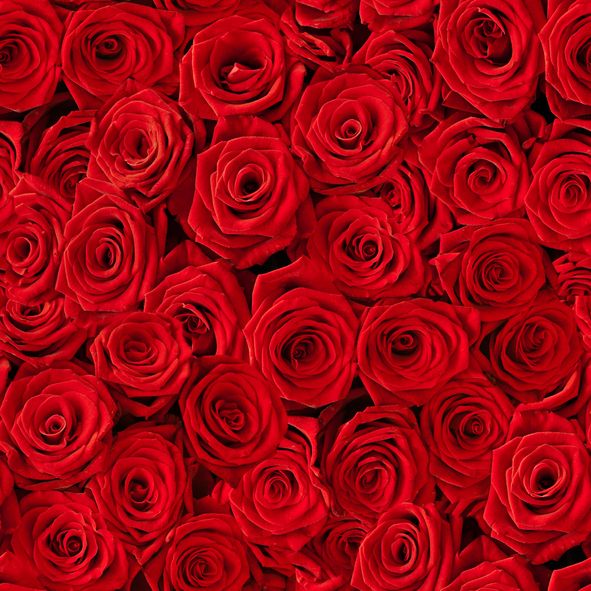 21 Special Rose Color Meanings Rose Flower Meanings For Valentine S Day