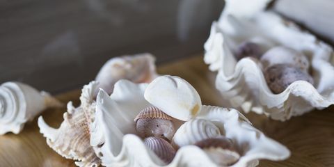close up of conch shells on a table at home