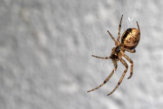 uk spiders – missing sector orb weaver