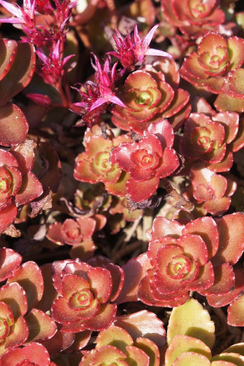 22 Best Ground Cover Plants Low Growing Perennial Flowers 22 Best Ground Cover Plants Low, Small Pink Ground Cover Plants Full Sun Low Maintenance Uk