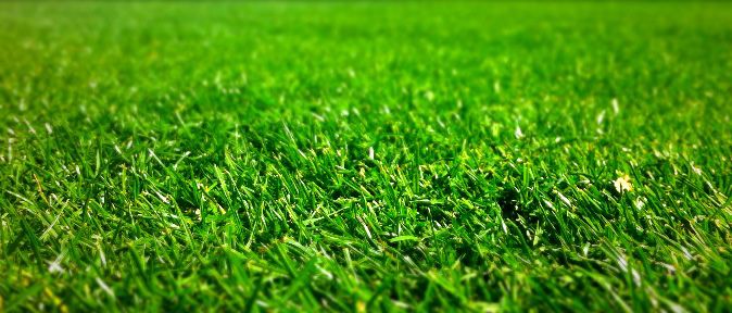 lawn and grass