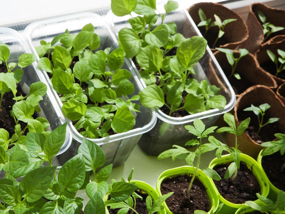 12 Ideas For Growing Vegetables Indoors Indoor Vegetable Garden Ideas