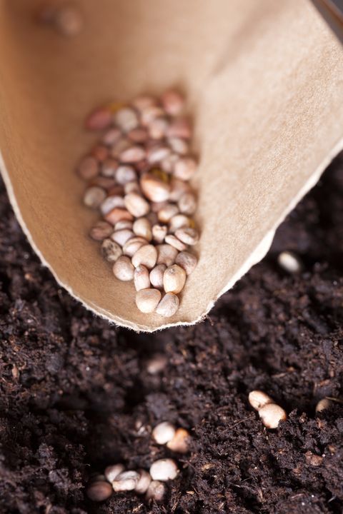 Samen werden in reichhaltigen, kompostierten Boden gepflanzt