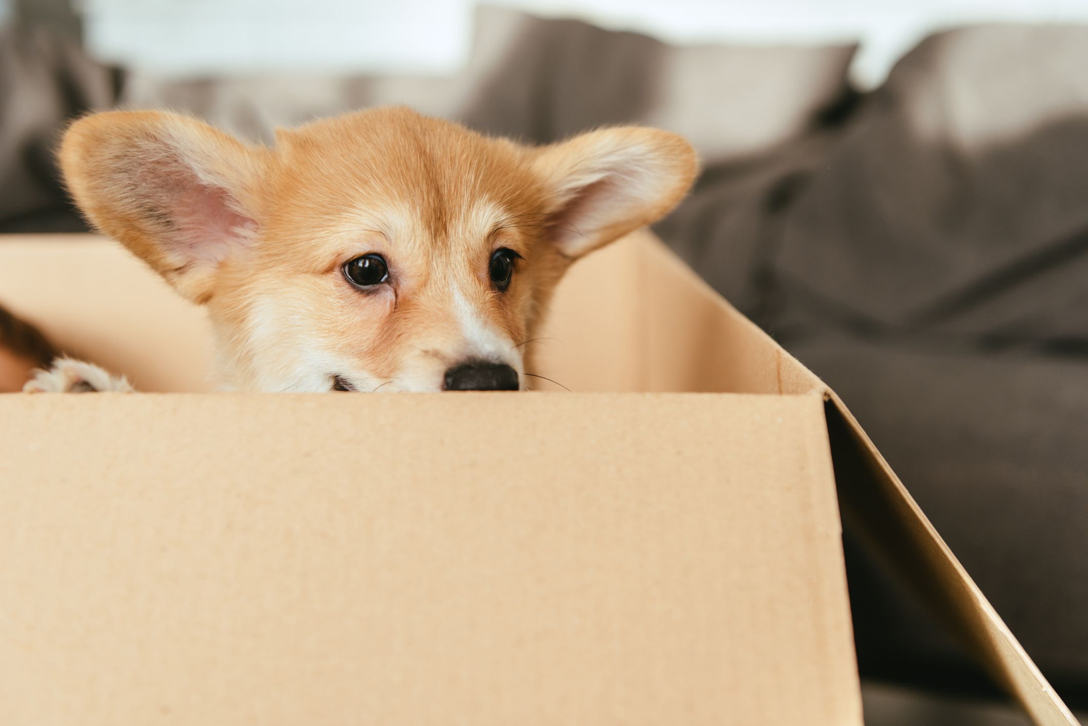 dog in a box