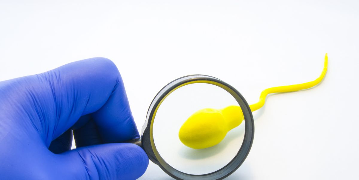 Semen Analysis Sperm Count Test Procedure And Interpreting Results
