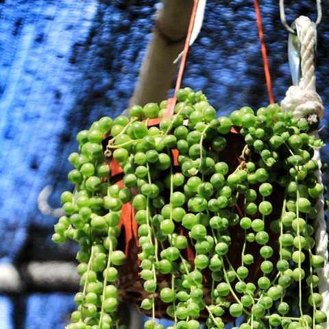 string of pearls   indoor hanging plant