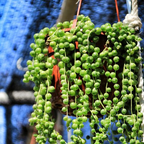 string of pearls   indoor hanging plant