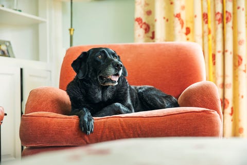 senior black labrador relaxing on armchair