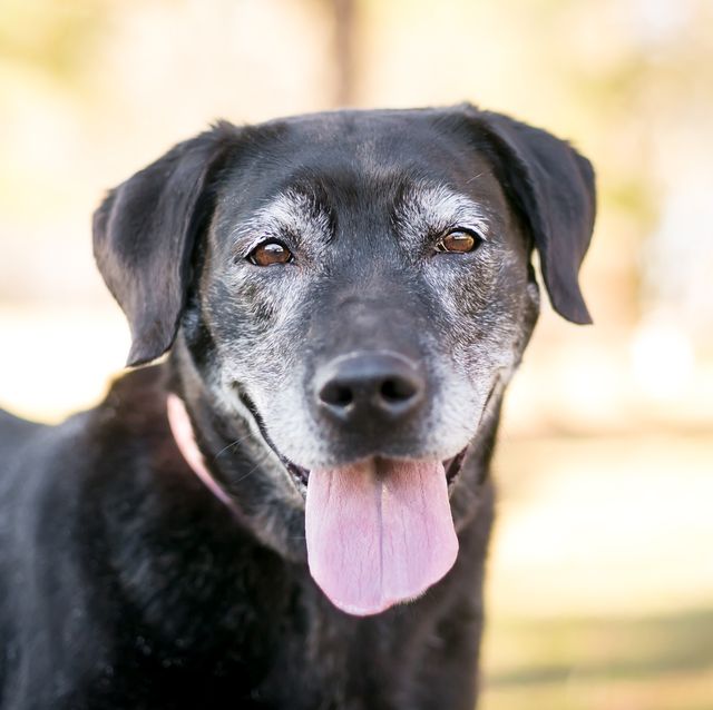 7 ways to care for an older dog