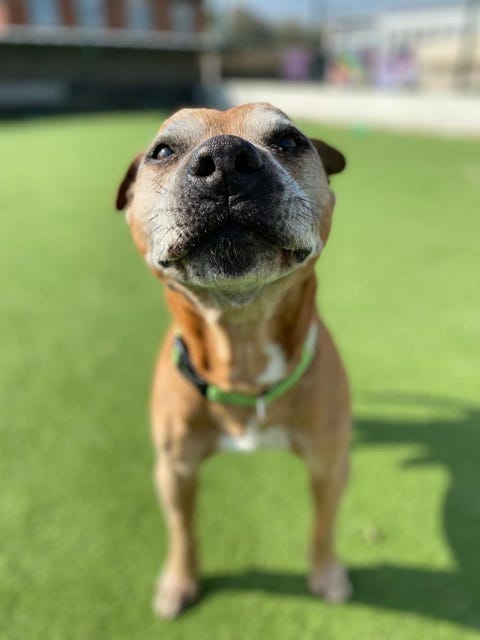 smiley staffie needs adopting