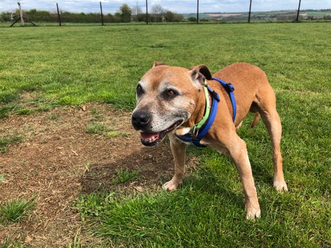 smiley staffie needs adopting